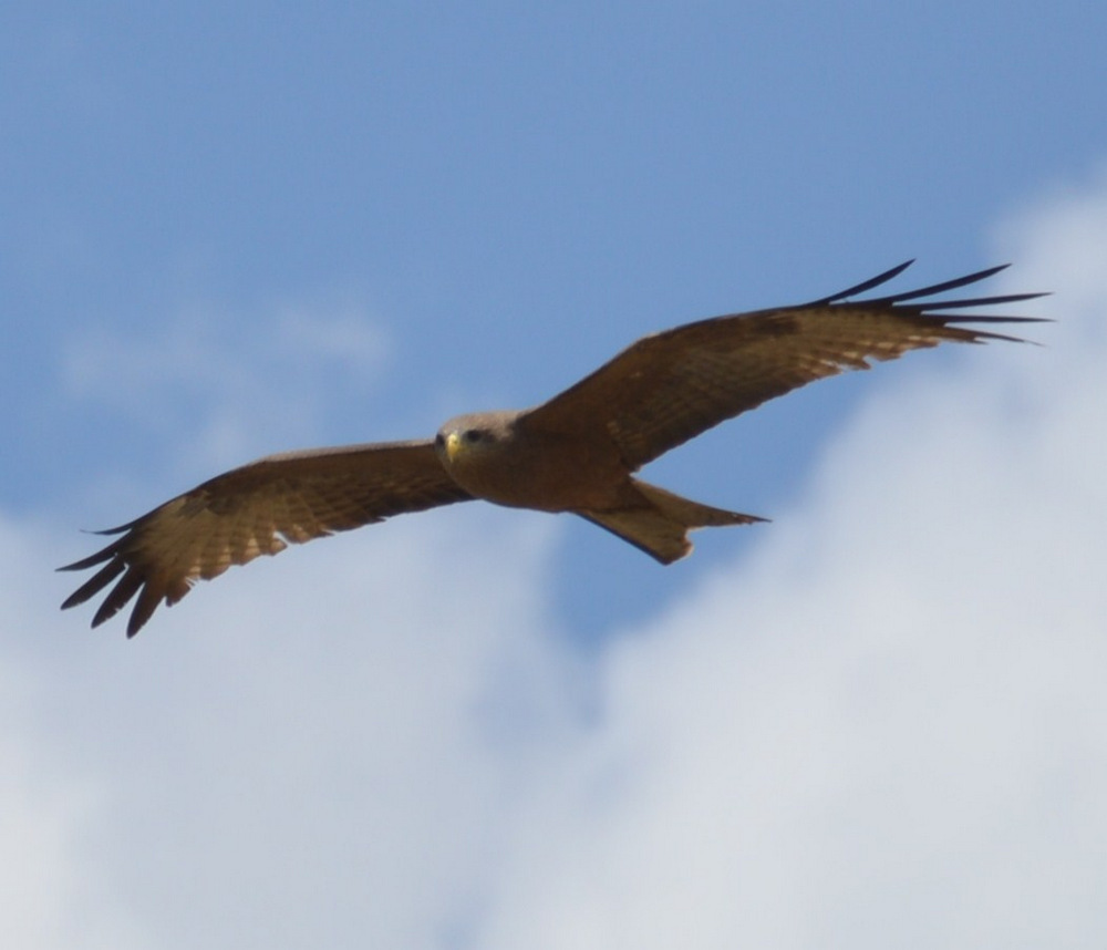 Yellowbilled Kite.