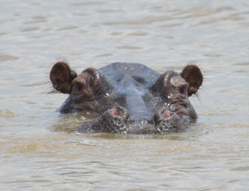 Hippopotamus.