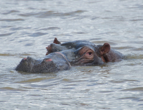 Hippopotamus.