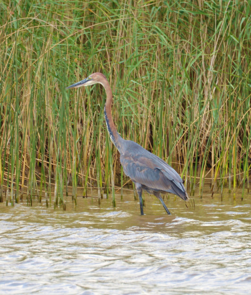 Purple Heron.