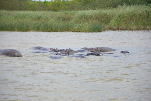 Hippopotami.