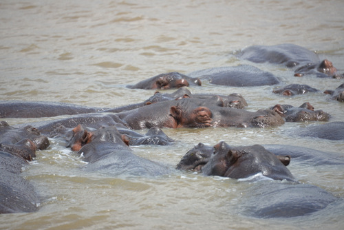 Hippopotami.