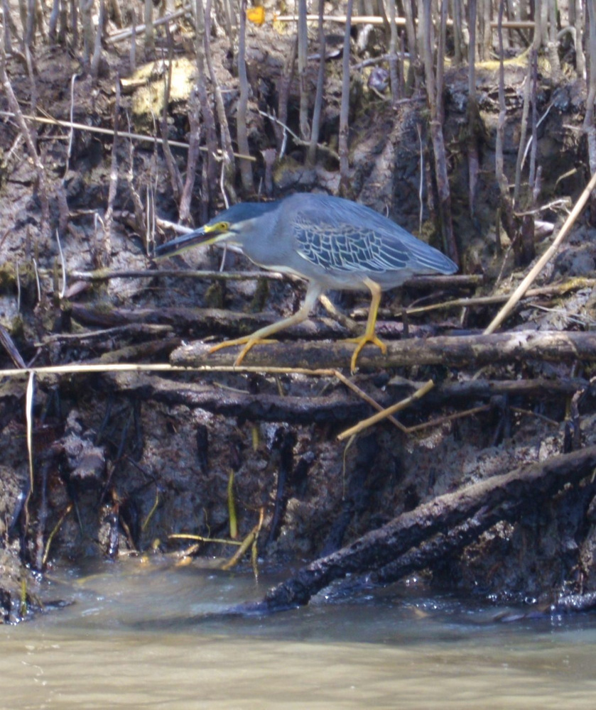 Green Backed Heron.