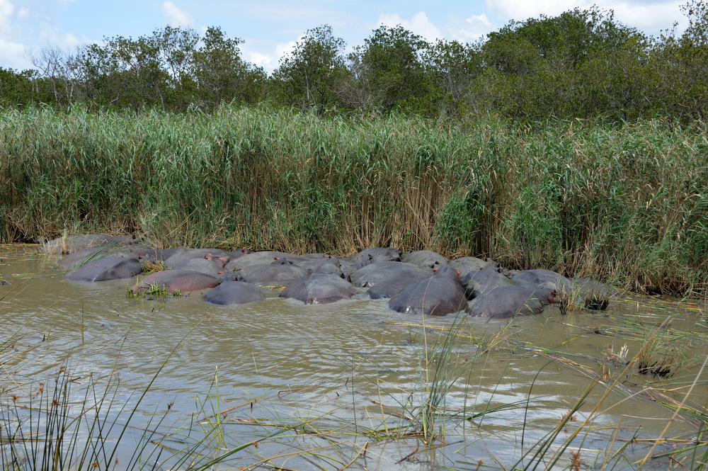 A of Crash (Herd or Bloat) of Hippopotami.