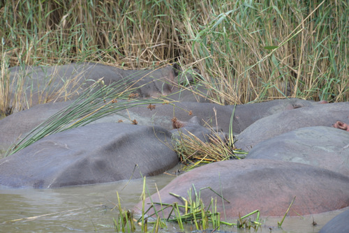 Hippopotami.