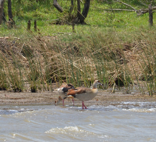 Egyptian Geese.