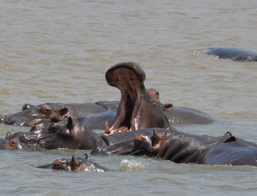 Hippopotamus Yawn.