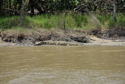 Crocodile.