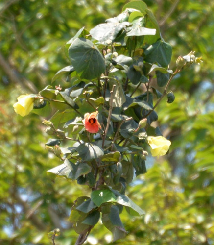 Flowering Shrubs.