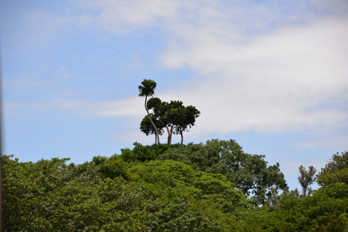 bird pattern in the trees.