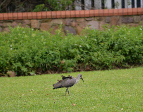 Durban Botanical Gardens.