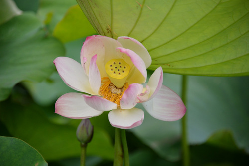 Durban Botanical Gardens.