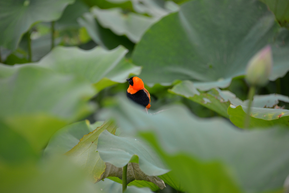 A Southern Red Bishop is amongst us.