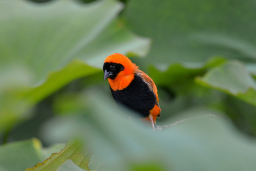 Durban Botanical Gardens.