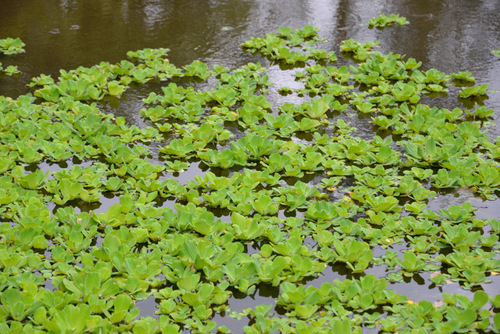 Durban Botanical Gardens.