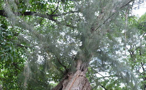 Durban Botanical Gardens.