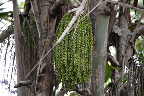 Durban Botanical Gardens.