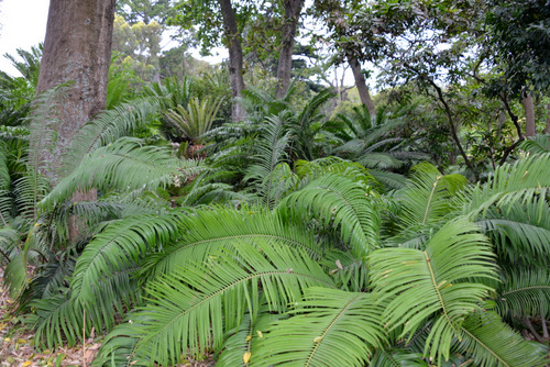 Durban Botanical Gardens.