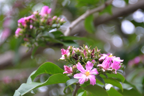 Durban Botanical Gardens.