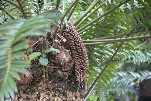 Durban Botanical Gardens.