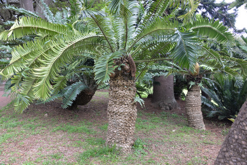 Durban Botanical Gardens.