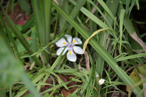 Durban Botanical Gardens.