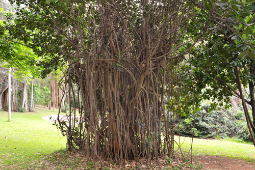 Durban Botanical Gardens.