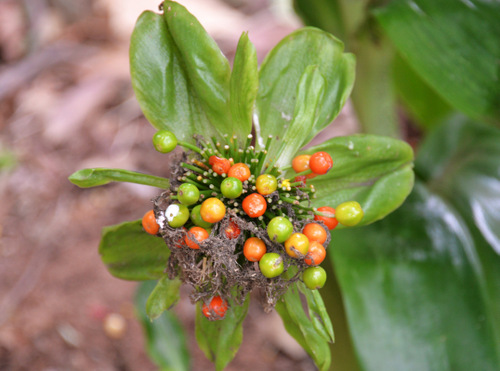 Durban Botanical Gardens.