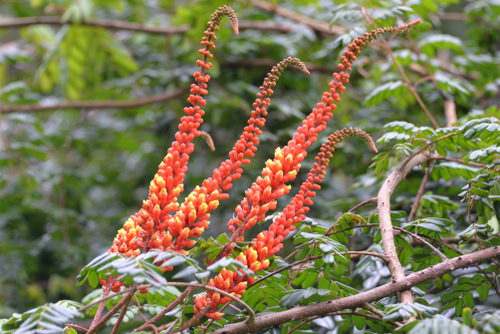 Durban Botanical Gardens.