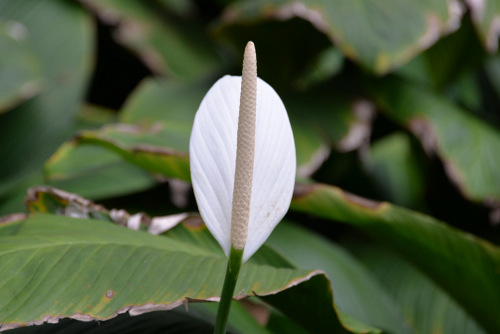 Durban Botanical Gardens.