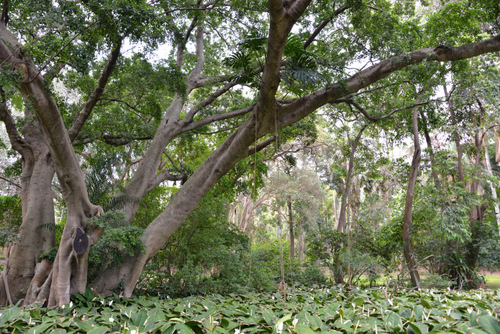 Durban Botanical Gardens.