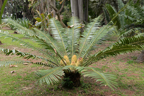 Durban Botanical Gardens.