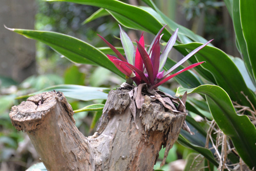 Durban Botanical Gardens.