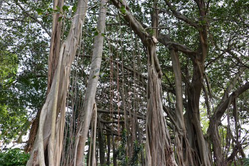 Durban Botanical Gardens.