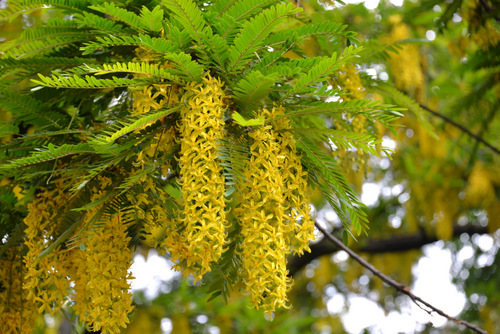 Durban Botanical Gardens.