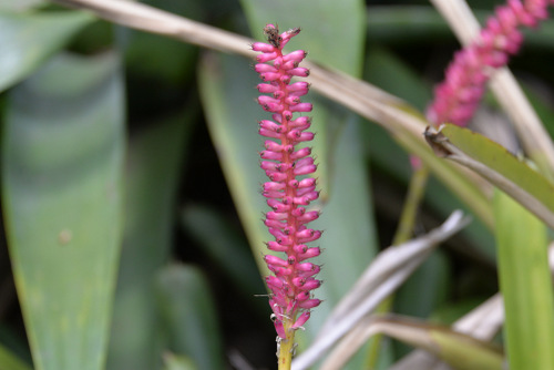 Durban Botanical Gardens.