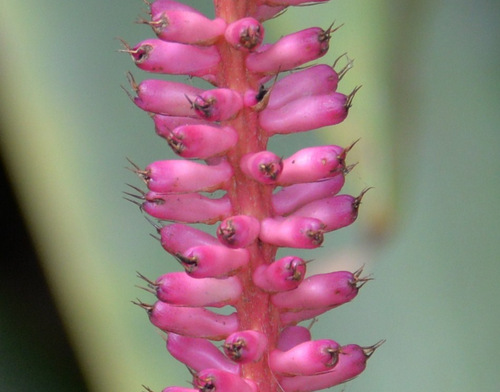 Durban Botanical Gardens.