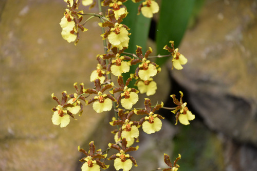 Durban Botanical Gardens.