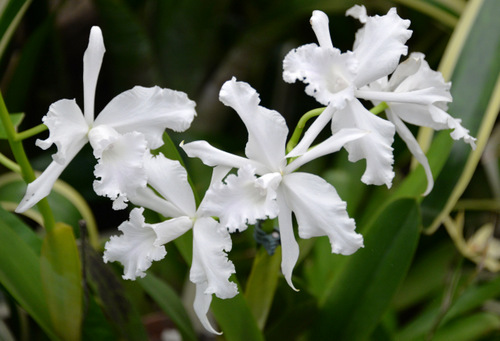 Durban Botanical Gardens.