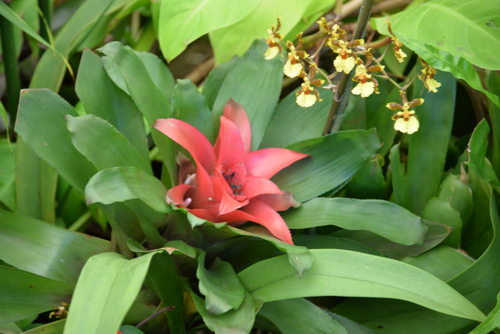 Durban Botanical Gardens.