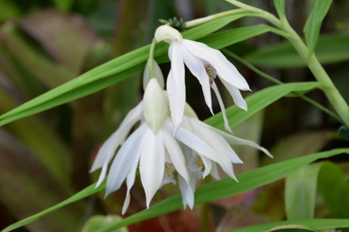 Durban Botanical Gardens.