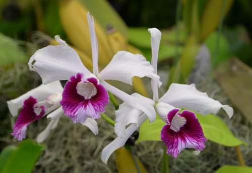 Durban Botanical Gardens.