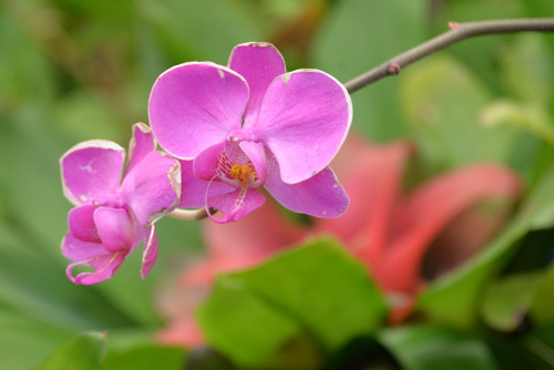 Durban Botanical Gardens.