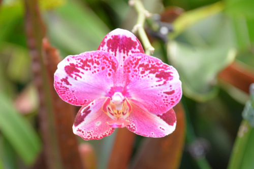 Durban Botanical Gardens.