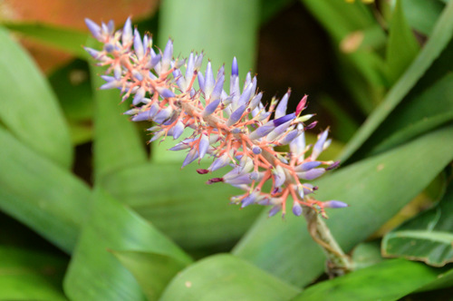 Durban Botanical Gardens.