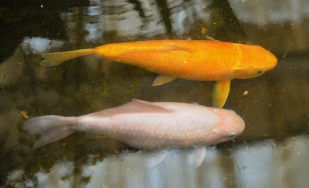 Koi.