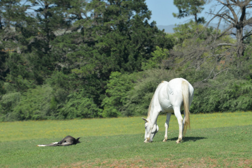 Horse & Foal.