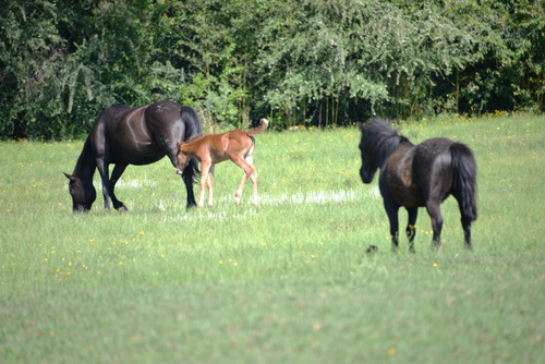 Horses & Foal.