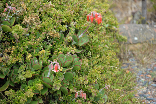 Local flora.