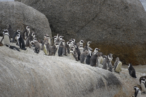 Penguins.